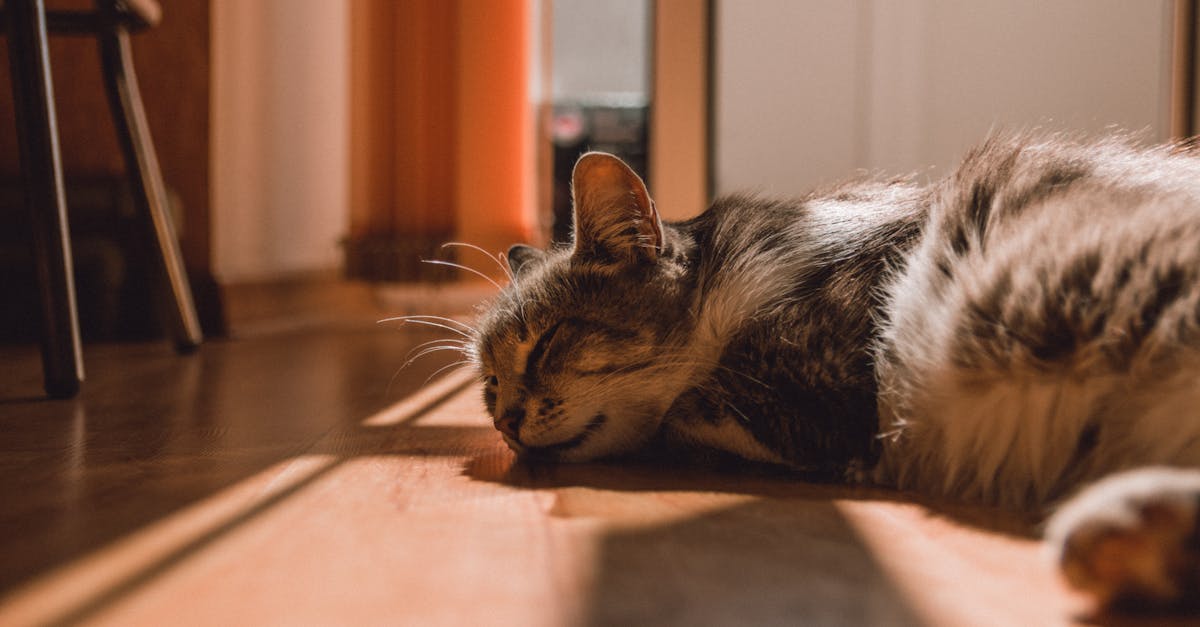 Snoring Solutions: Understanding Snoring Problems And Finding Relief