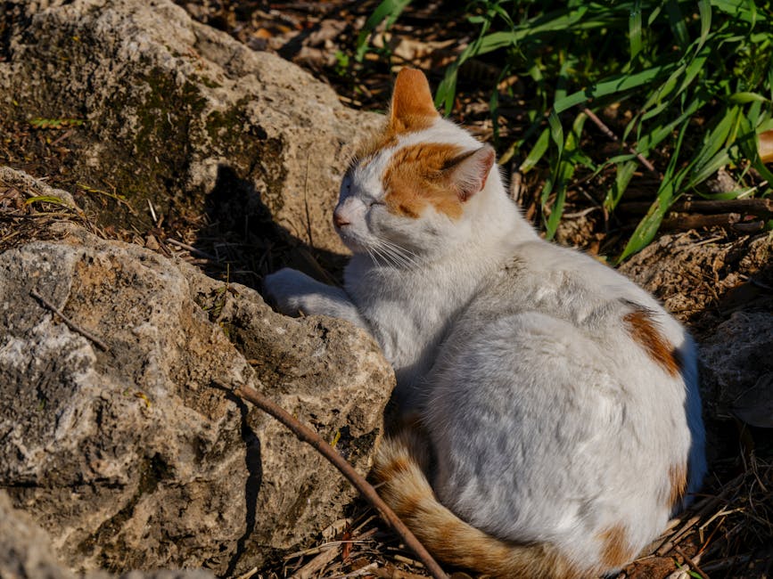 7 Proven Snoring Remedies That Can Help You Sleep Soundly