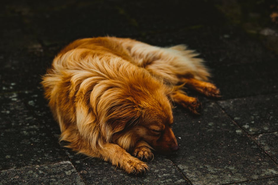 Stop Snoring Tonight: Proven Remedies For A Peaceful Sleep