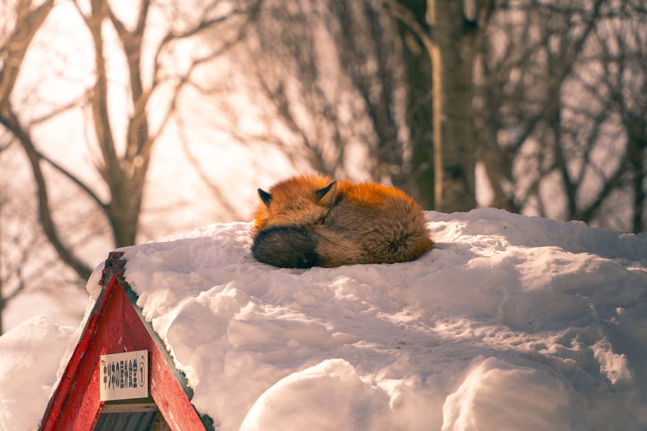 Silence The Night: Effective Snoring Remedies For A Peaceful Sleep