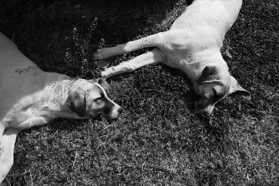 7 Proven Snoring Remedies Backed By Science