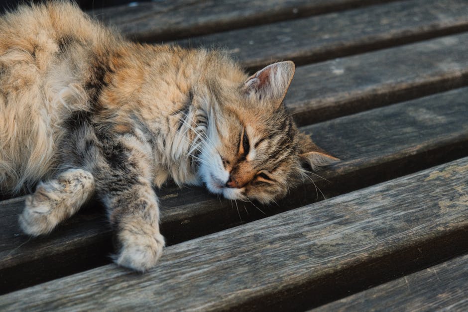 Stop Snoring Tonight: Proven Remedies And Tips For Peaceful Sleep