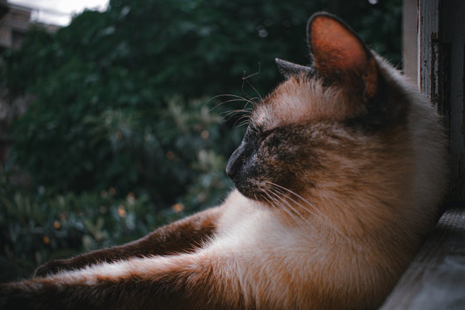 Silence The Night: Effective Snoring Remedies For A Peaceful Sleep