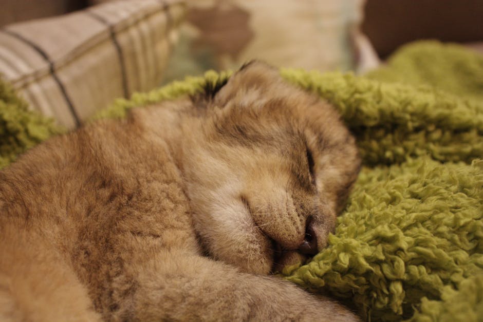 7 Proven Snoring Remedies Backed By Science