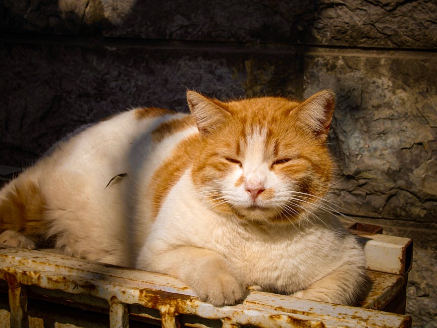 Sawing Logs?  A Symphony Of Snorts?  Taming The Nighttime Noise!