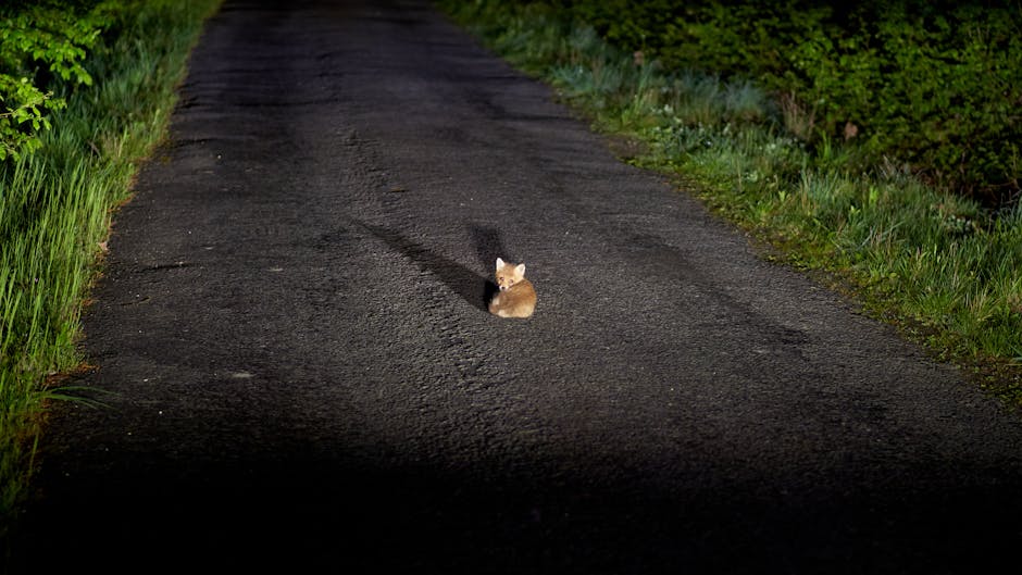 Silence The Night: Effective Snoring Remedies For A Peaceful Sleep