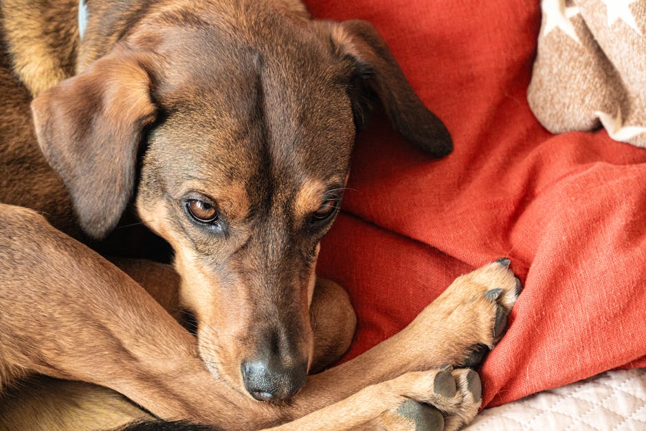 My Partner&039;s Snoring Was Driving Me Crazy! Here&039;s How We Found Peace (and Quiet).