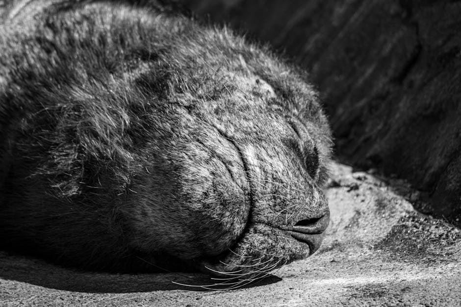 My Partner&039;s Symphony Of Snorts: My Quest For Silent Nights