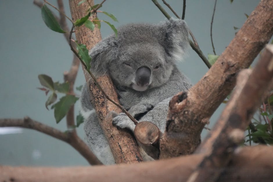 My Partner&039;s Snoring Was Driving Me Crazy &ndash; Until I Found These Solutions