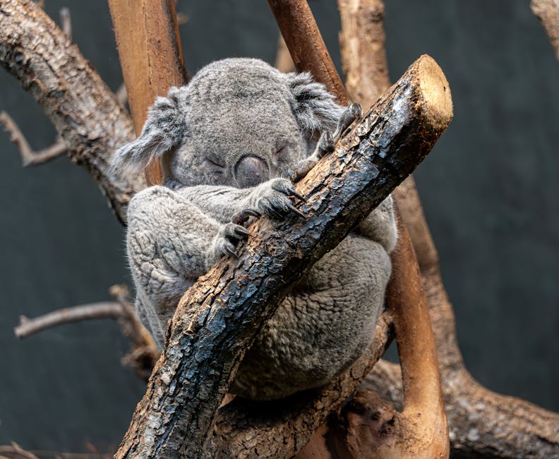 Snoring?  Don&039;t Let It Ruin Your Sleep (or Your Partner&039;s!)