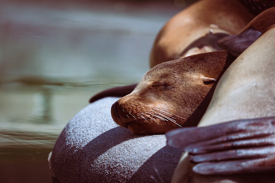 Silence The Night: Effective Snoring Remedies For A Peaceful Sleep