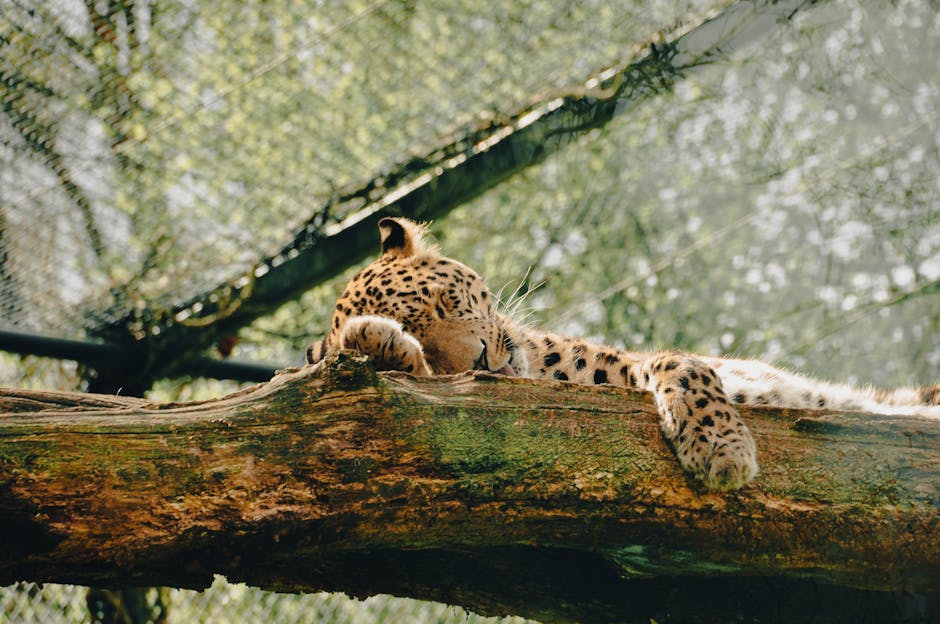 How To Silence The Night: Effective Snoring Remedies