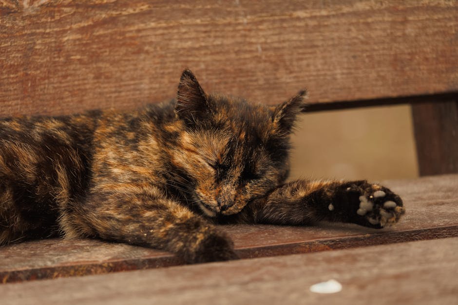 My Partner&039;s Snoring Was Driving Me Crazy! Here&039;s How We Found Peace (and Quiet).