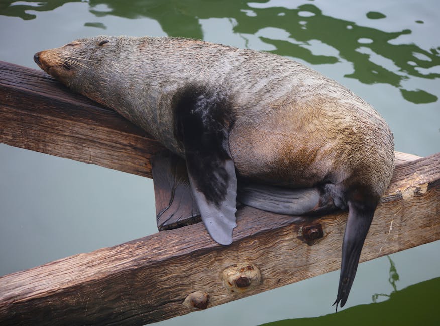 Silence The Night: Effective Snoring Remedies For A Peaceful Sleep