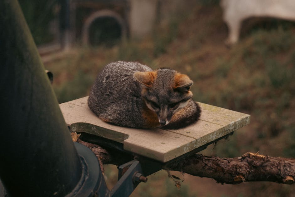 Silence The Night: Effective Snoring Remedies For A Peaceful Sleep