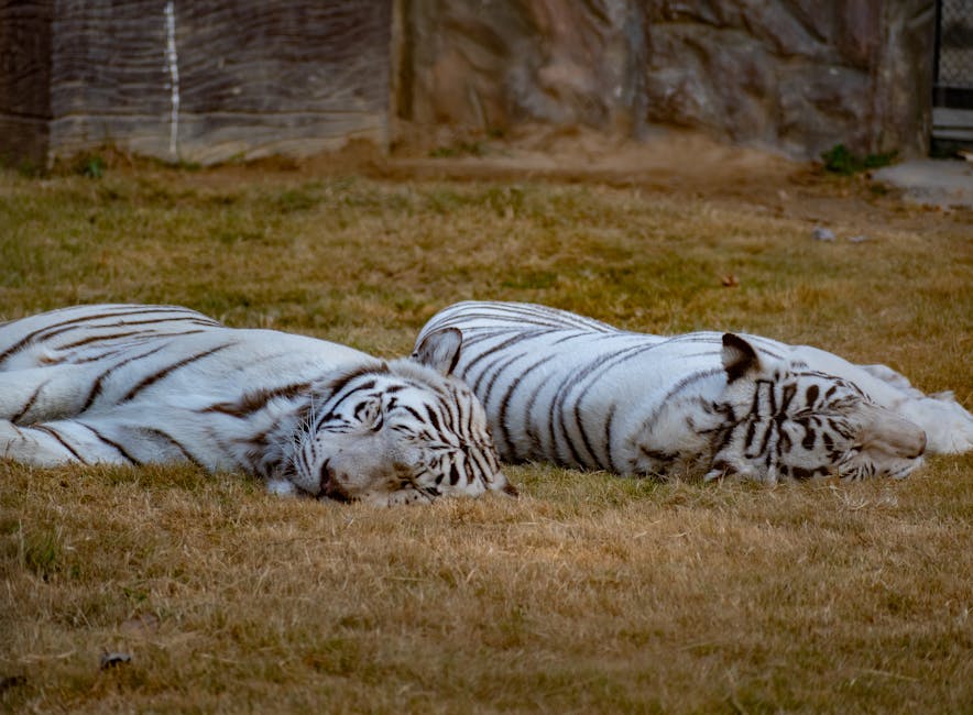 Silence The Night: Effective Snoring Remedies For A Peaceful Sleep