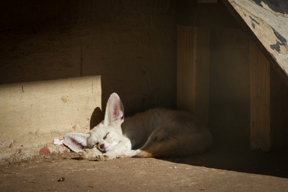 Silence The Night: Effective Snoring Remedies For A Peaceful Sleep