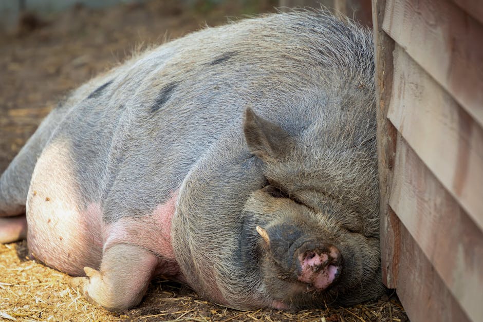 7 Snoring Solutions: Stop The Noise And Sleep Tight