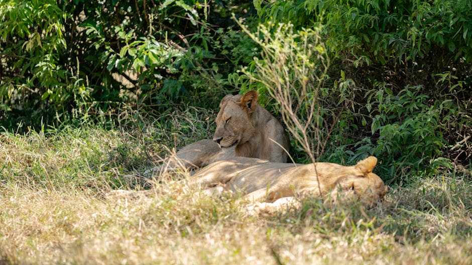 Sawing Logs?  A Symphony Of Snorts?  A Guide To Quieter Nights!