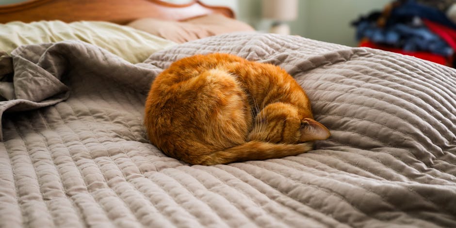 Stop Snoring Tonight: Proven Remedies For A Peaceful Night&039;s Sleep