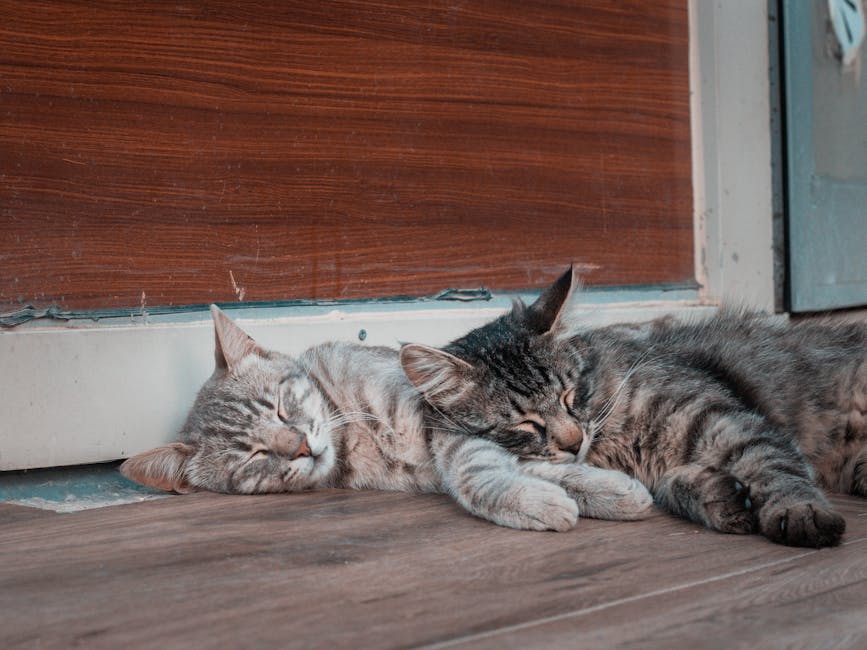 Stop Snoring Tonight: Proven Remedies And Solutions For Peaceful Sleep