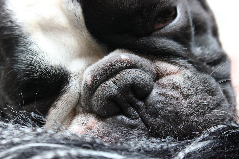 My Partner&039;s Symphony Of Snorts: Finding Peace In A Noisy Bedroom