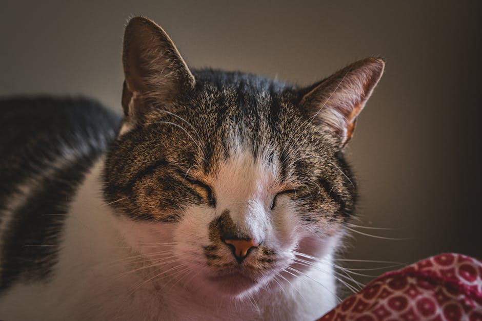 My Partner&039;s Snoring Was Driving Me Crazy! Here&039;s How We Found Peace (and Sleep).