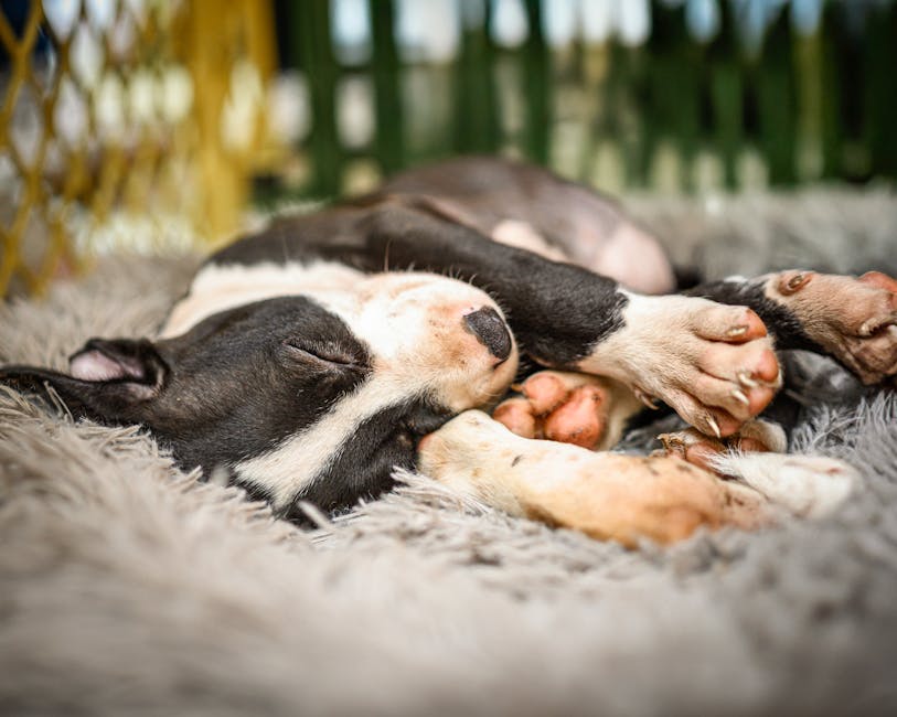 Silence The Night: Effective Snoring Remedies For A Peaceful Sleep