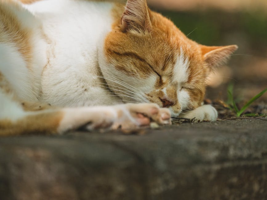 7 Proven Snoring Remedies That Actually Work