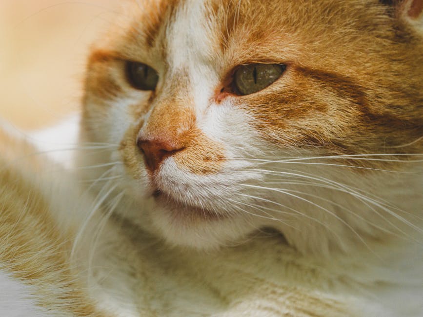 Sawing Logs?  A Symphony Of Snorts?  A Guide To Quieting The Nightly Nasal Orchestra