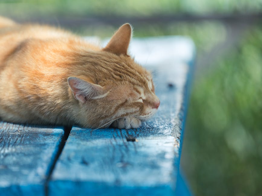 Silence The Night: Effective Snoring Remedies For A Peaceful Sleep