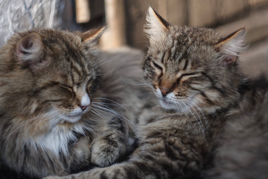 How To Silence The Night: Effective Snoring Remedies