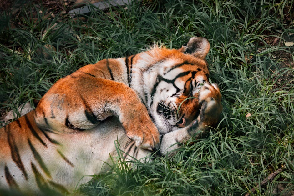 Silence The Night: Effective Snoring Remedies For A Peaceful Sleep