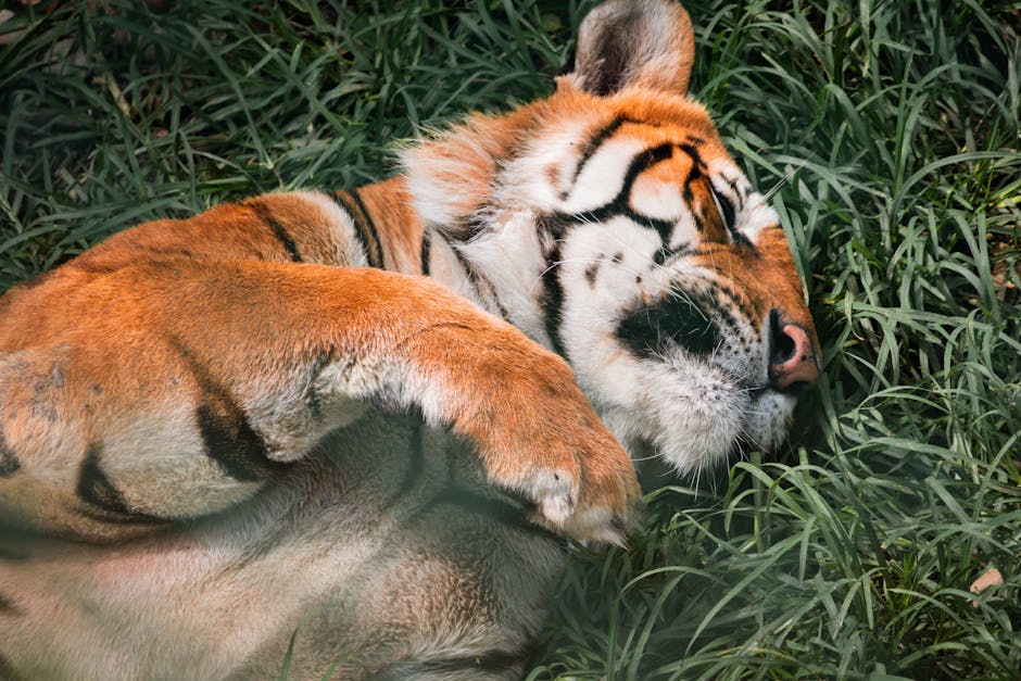 How To Silence The Night: Effective Snoring Remedies