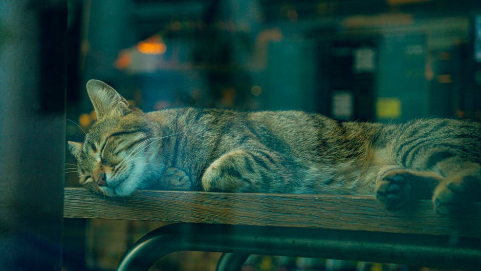 Sawing Logs?  A Symphony Of Snorts?  Taming The Nighttime Noise!