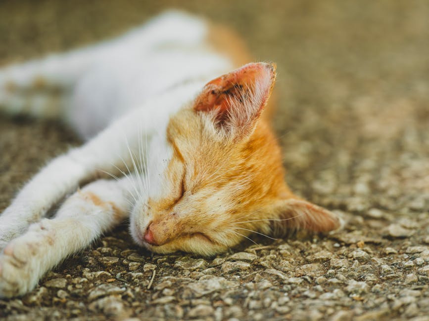 Silence The Night: Effective Snoring Remedies For A Peaceful Sleep