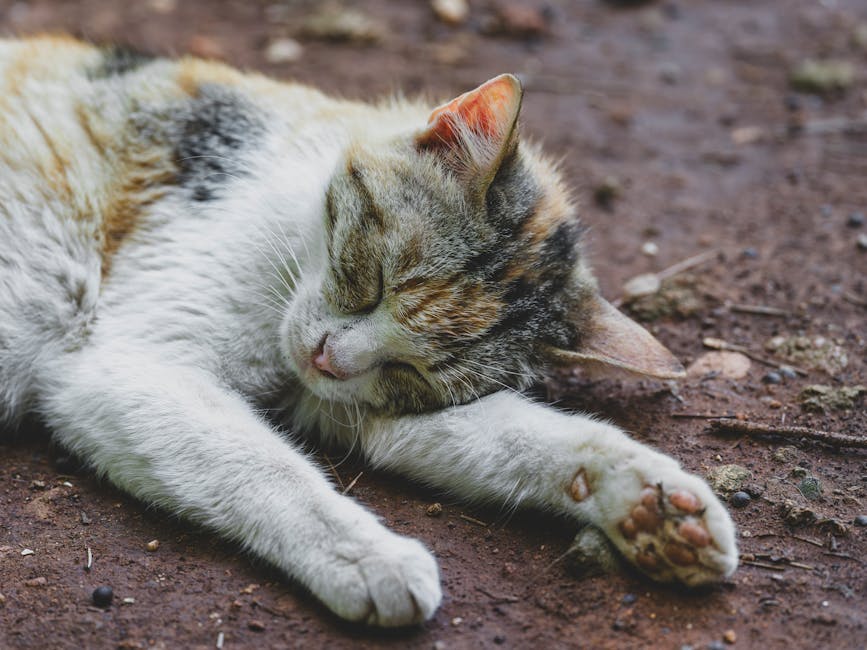 Sawing Logs?  A Symphony Of Snorts?  Taming The Nighttime Noise!