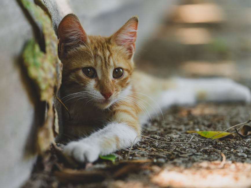 How To Silence The Night: Effective Snoring Remedies