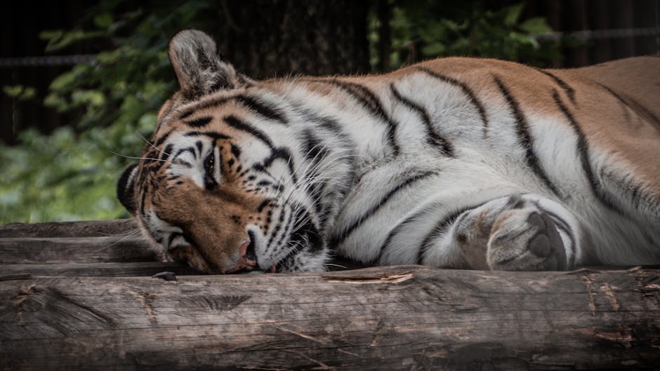 My Partner&039;s Snoring Was Driving Me Crazy, But These Remedies Actually Worked!