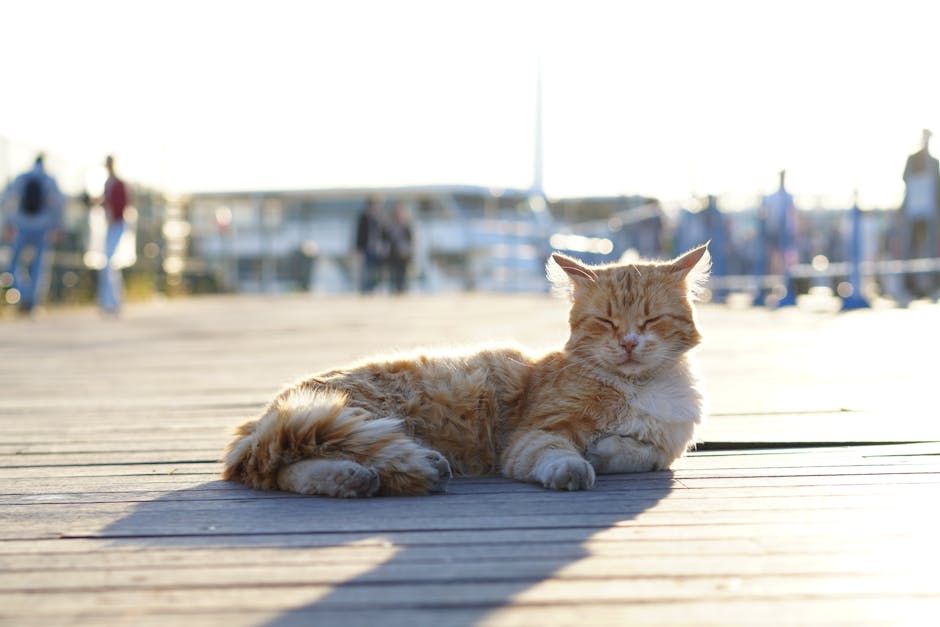 My Partner&039;s Symphony Of Snorts: Finding Peace And Quiet