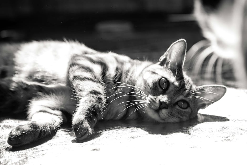 Tips And Guide To Stop Snoring: Effective Remedies And Solutions