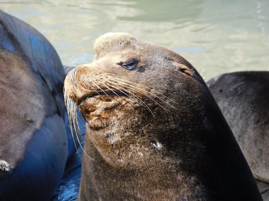 Silence The Night: Effective Snoring Remedies For A Peaceful Sleep