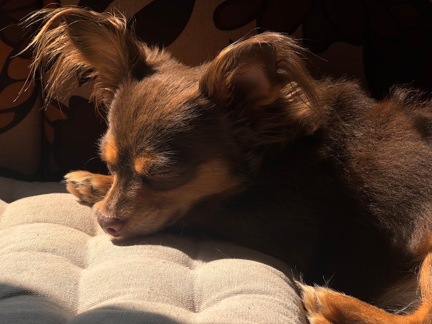 Sawing Logs Like A Lumberjack?  Snoring Remedies That Might Just Save Your Relationship (and Your Sleep!)