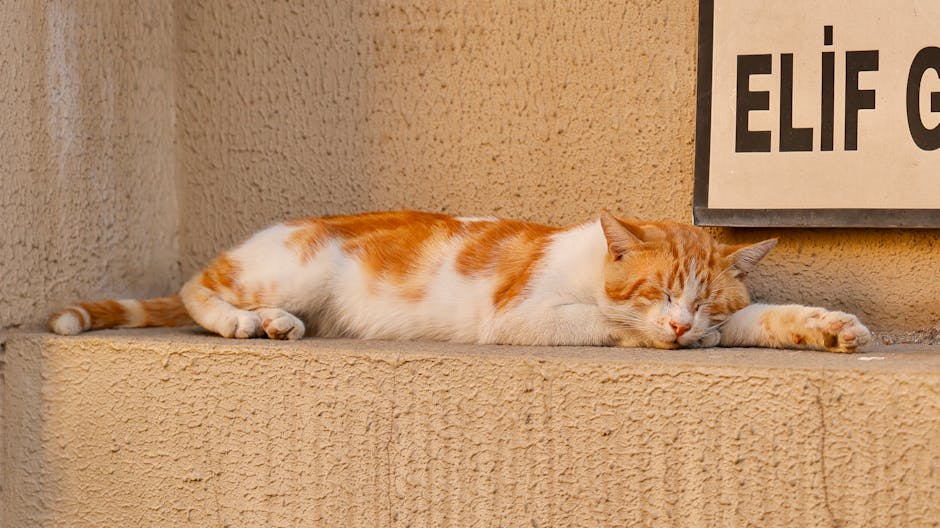 Sawing Logs?  A Symphony Of Snorts?  Taming The Nighttime Noise!