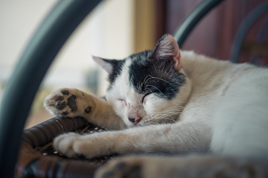 Stop Snoring Tonight: Proven Remedies And Tips For Peaceful Sleep