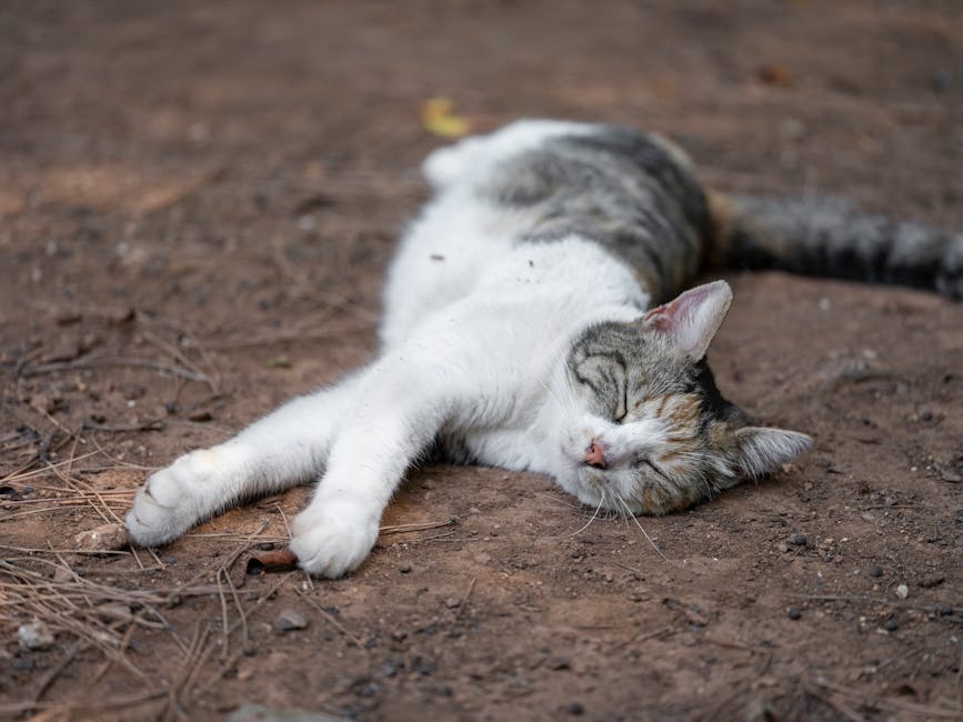 Stop Snoring Tonight: Proven Remedies For A Peaceful Night&039;s Sleep