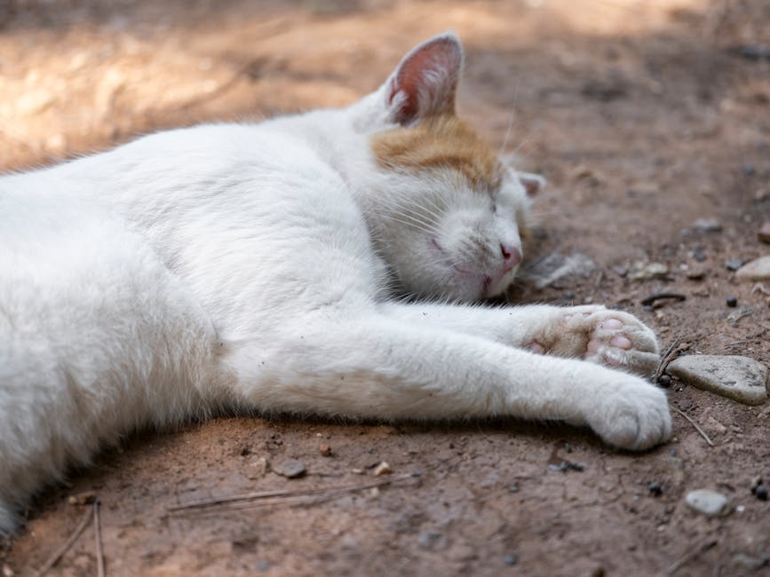 Tips And Guide To Stop Snoring Tonight: Effective Remedies For Peaceful Sleep