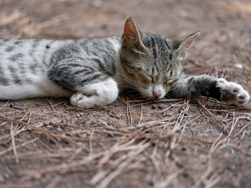 Stop Snoring Tonight: Proven Remedies And Solutions For Peaceful Sleep