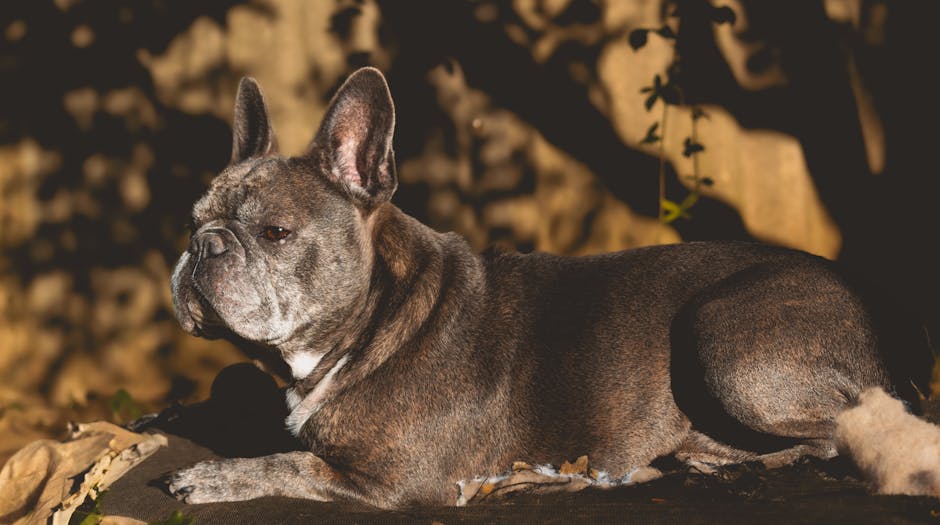 Silence The Night: Effective Snoring Remedies For A Peaceful Sleep