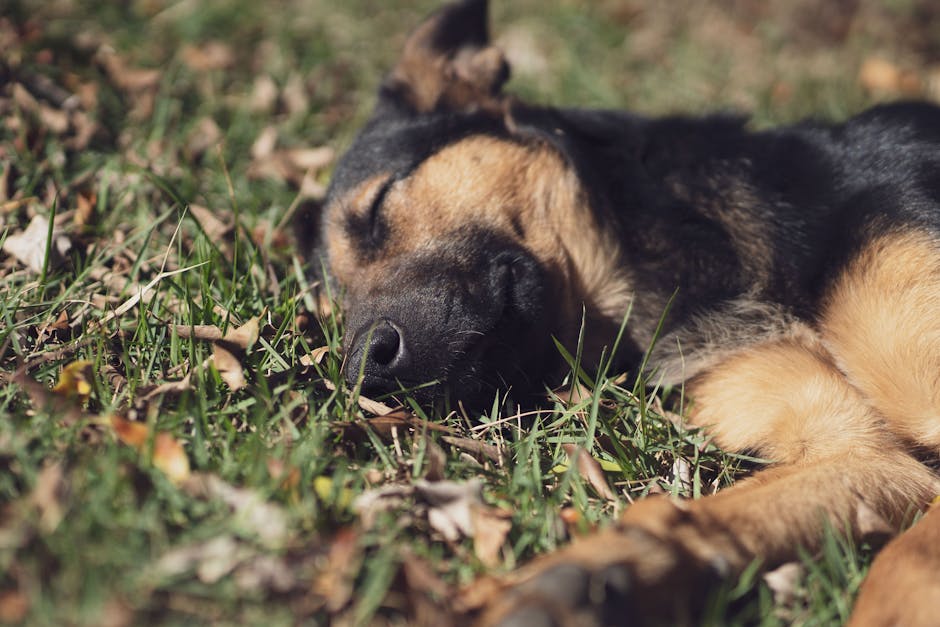 Tips And Guide To Stop Snoring Tonight: Effective Remedies And Solutions